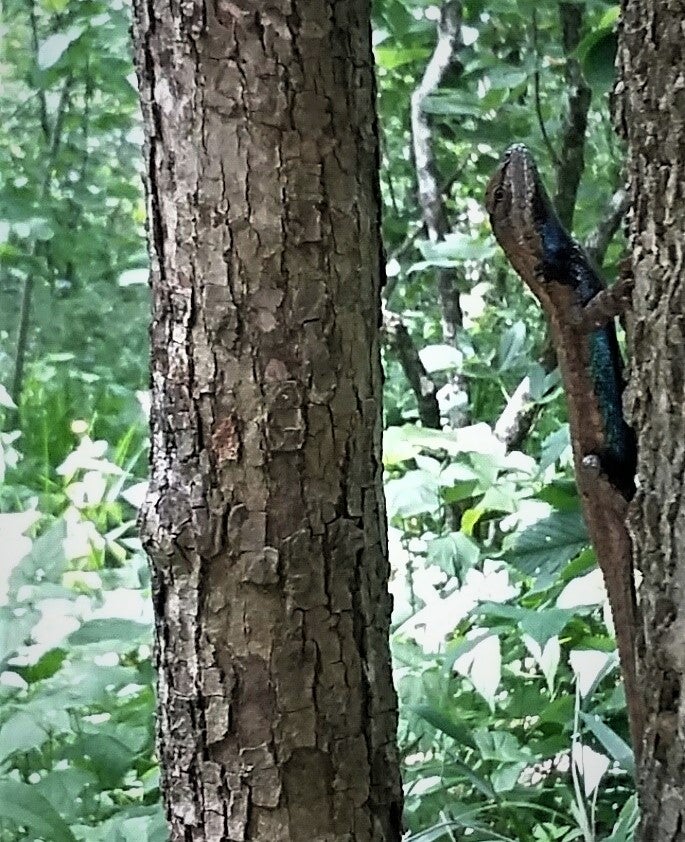 Prairie lizard on the trunk of a tree